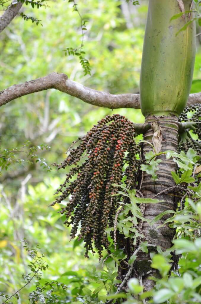 nikau palm fruits, ark in the park, waitakere ranges regional park, north island, new zealand