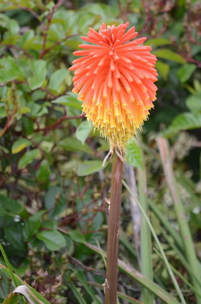 red and yellow poker plant blossom, ark in the park, waitakere ranges regional park, north island, new zealand