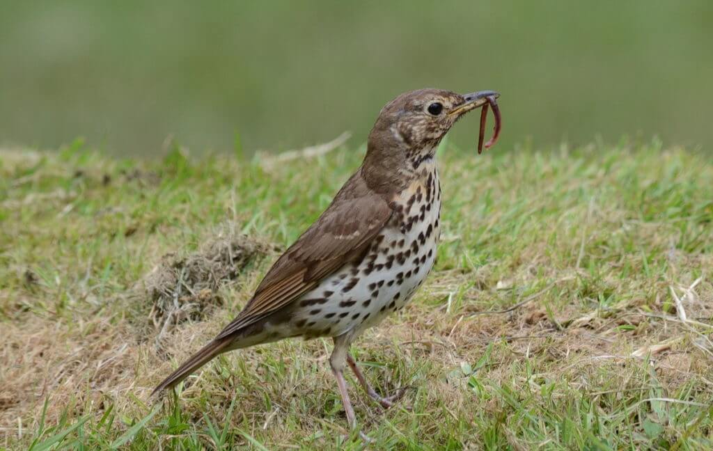 a song thrush with worm, ark in the park, waitakere ranges regional park, north island, new zealand