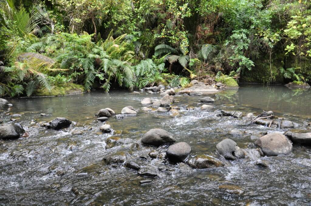 a stream, ark in the park, waitakere ranges regional park, north island, new zealand