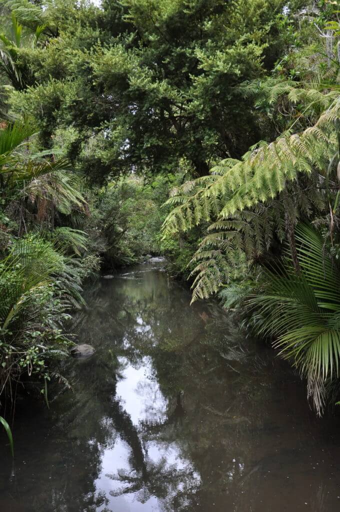 a stream, ark in the park, waitakere ranges regional park, north island, new zealand