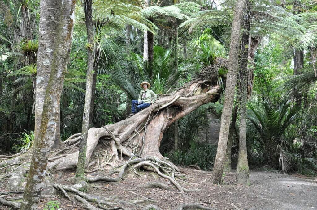 fallen tree, ark in the park, waitakere ranges regional park, north island, new zealand