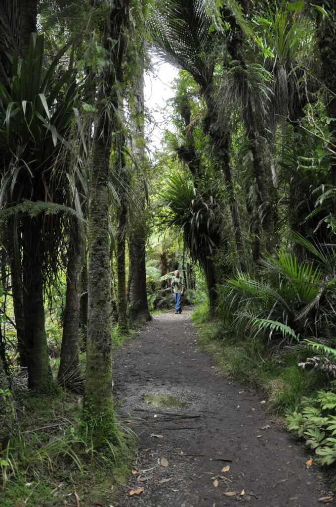 jungle trail, ark in the park, waitakere ranges regional park, north island, new zealand