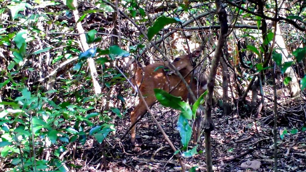 a bushbuck at hilltop camp, hluhluwe-imfolozi, south africa