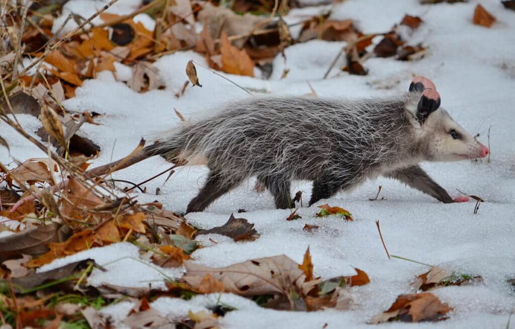 a young north american opossum, milliken park, toronto, ontario