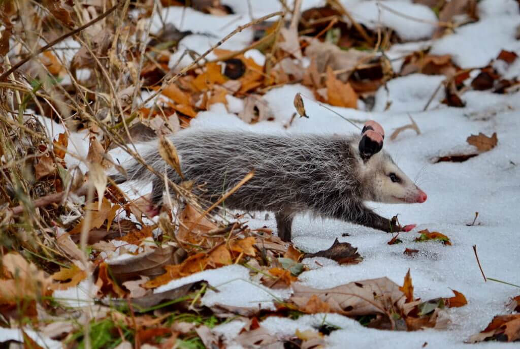 a young Virginia Opossum in winter, Toronto, Ontario, Canada 