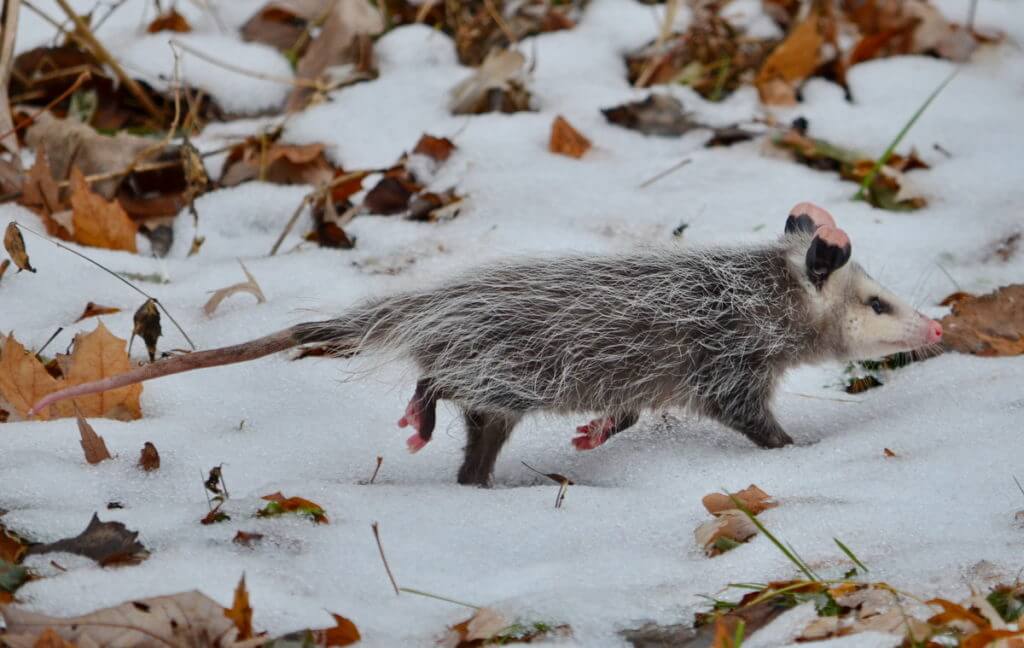a young north american Opossum, Toronto, Ontario, Canada 