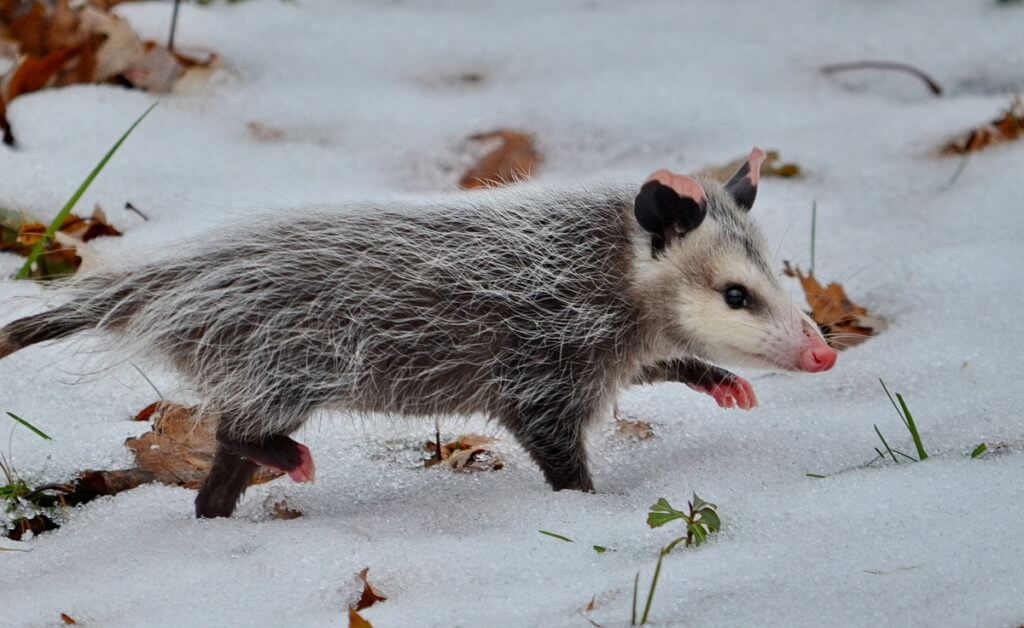 a young Virginia Opossum, Toronto, Ontario, Canada 