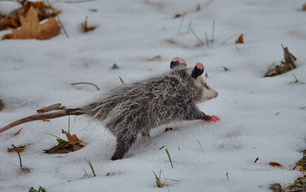 a young virginia opossum in the snow, toronto, ontario