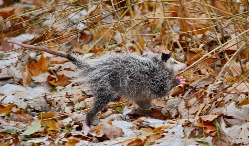 a young opossum in dried leaves, toronto, ontario