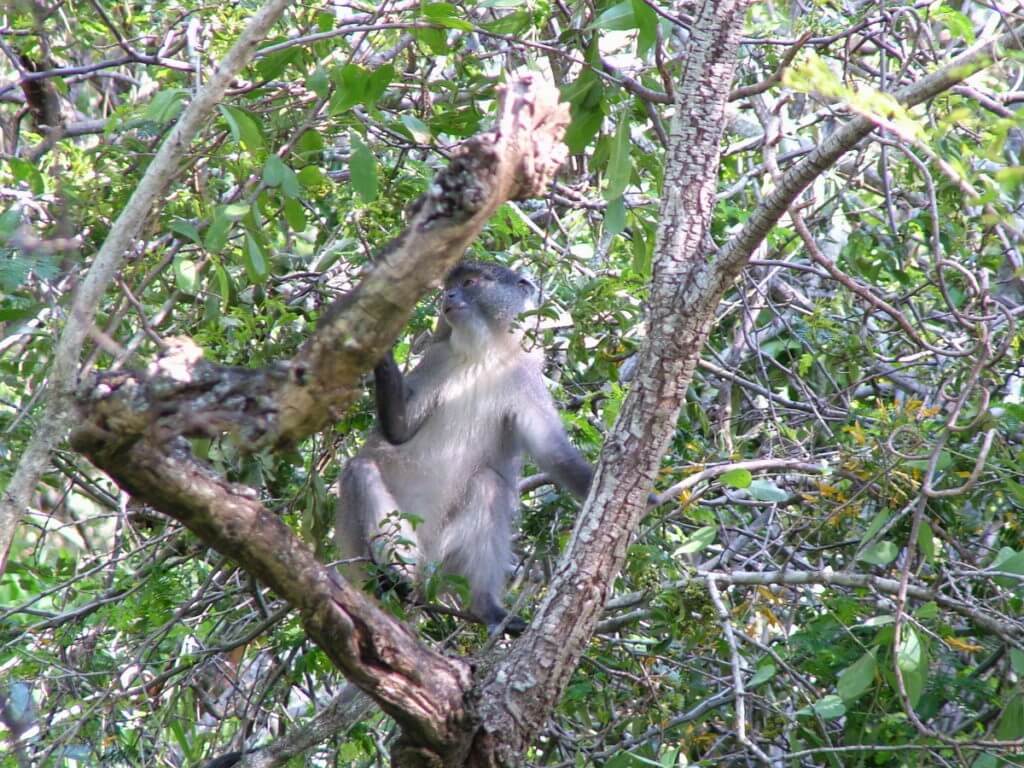 a samango monkey at hilltop camp, hluhluwe-imfolozi, south africa