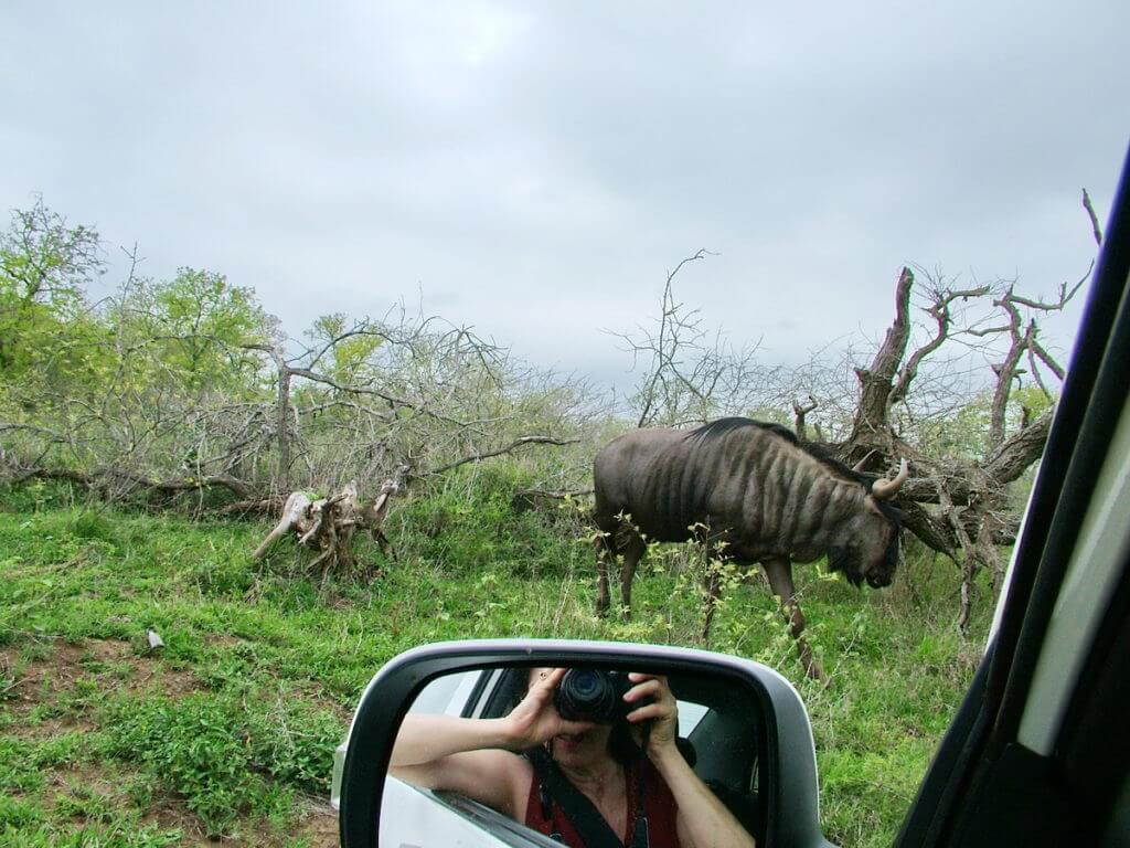 a blue wildebeest, hluhluwe-imfolozi, south africa