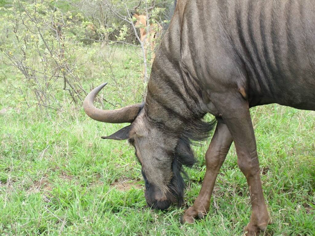 a blue wildebeest, hluhluwe-imfolozi, south africa
