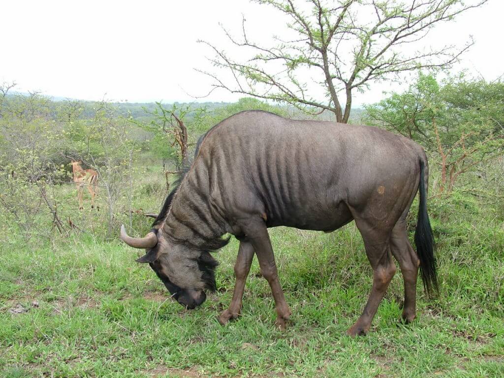 a blue wildebeest, hluhluwe-imfolozi, south africa