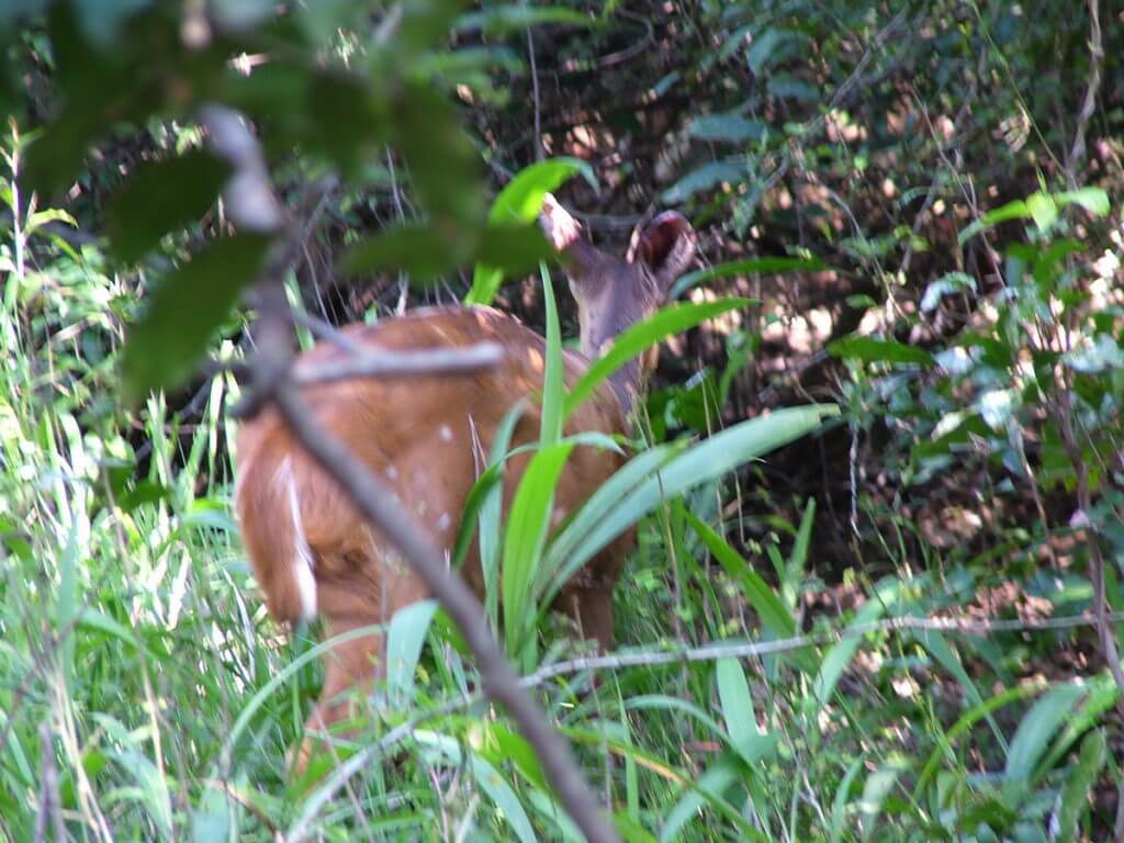 a bushbuck at hilltop camp, hluhluwe-imfolozi, south africa