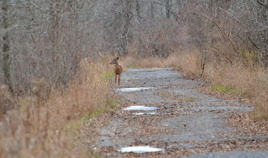 A white-tailed deer on a dirt roadway on Amherst Island, Ontario, Canada.