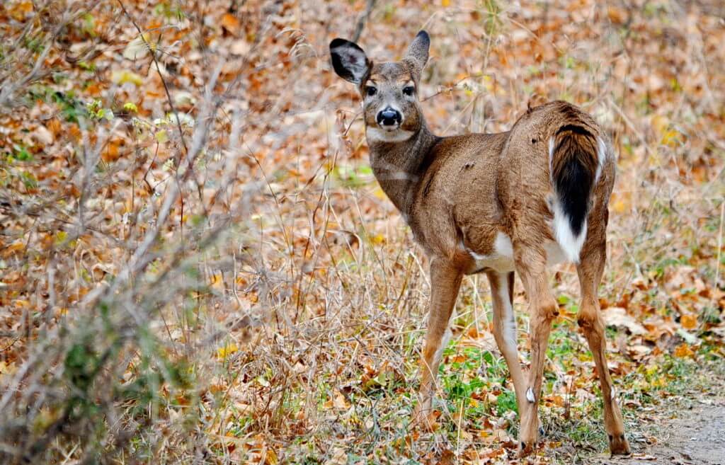 A white-tailed deer standing along the side of a dirt road on Amherst Island, Ontario, Canada.