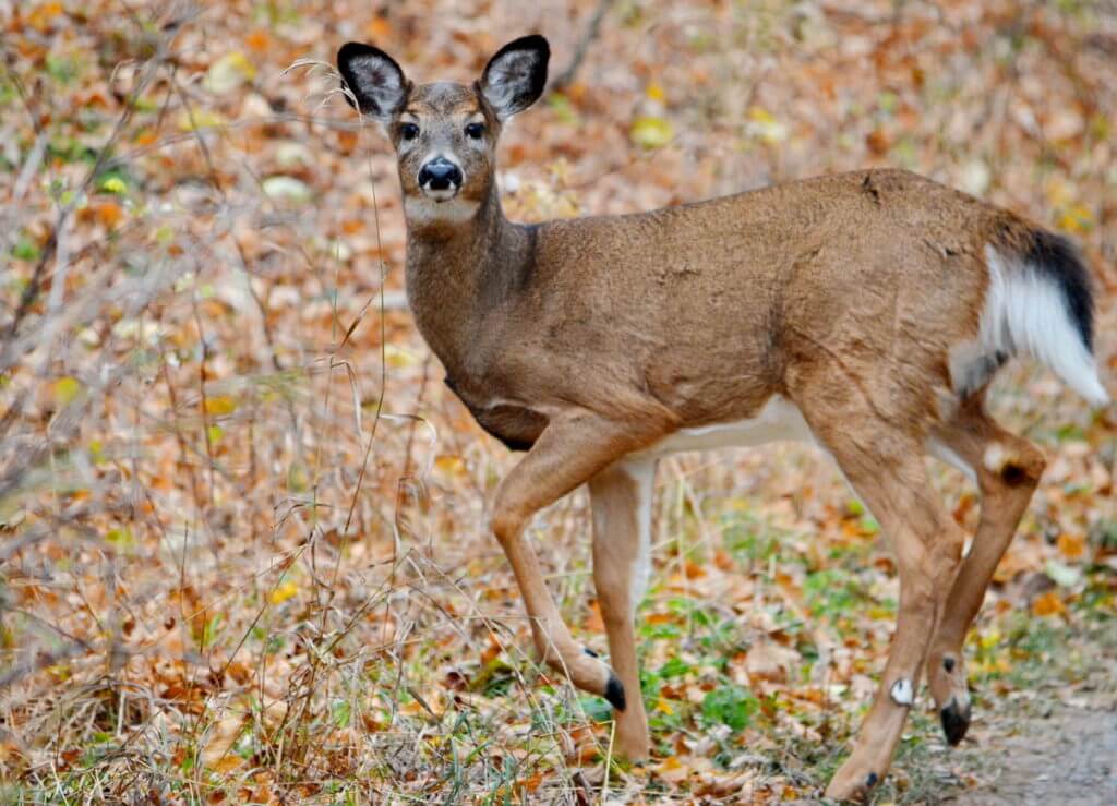 A white-tailed deer along a dirt road on Amherst Island, Ontario, Canada.