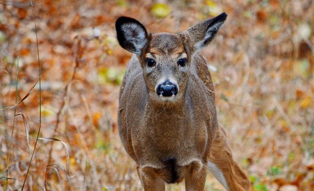A white-tailed deer foraging on Amherst Island, Ontario, Canada.