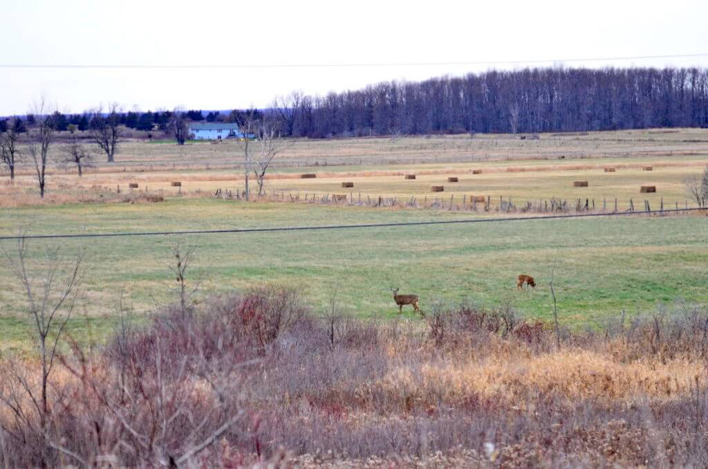 deer in a farm field, amherst island, ontario
