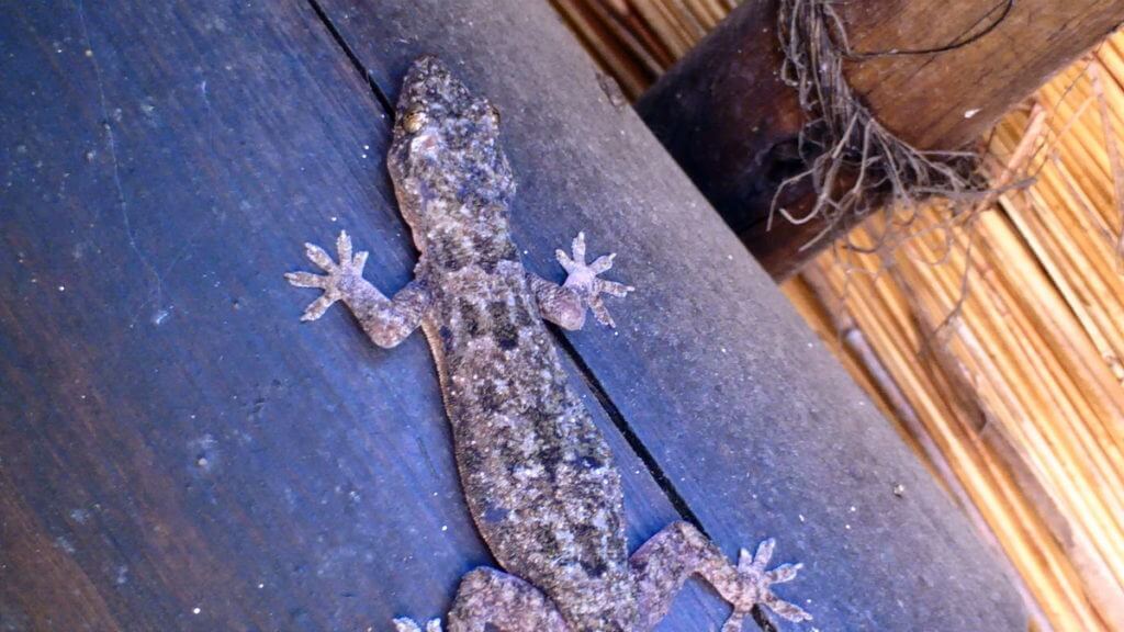 a gecko at hilltop camp, hluhluwe-imfolozi, south africa 