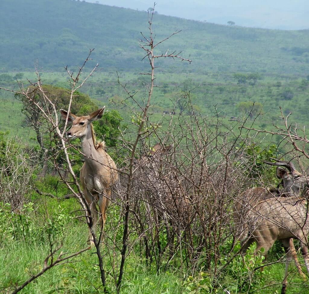 a female kudu, hluhluwe-imfolozi, south africa