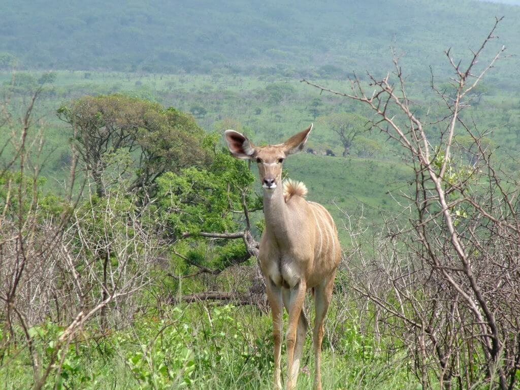a female kudu, hluhluwe-imfolozi, south africa