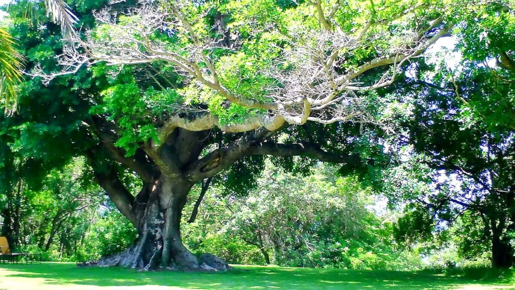 a huge tree at hilltop camp, hluhluwe-imfolozi, south africa
