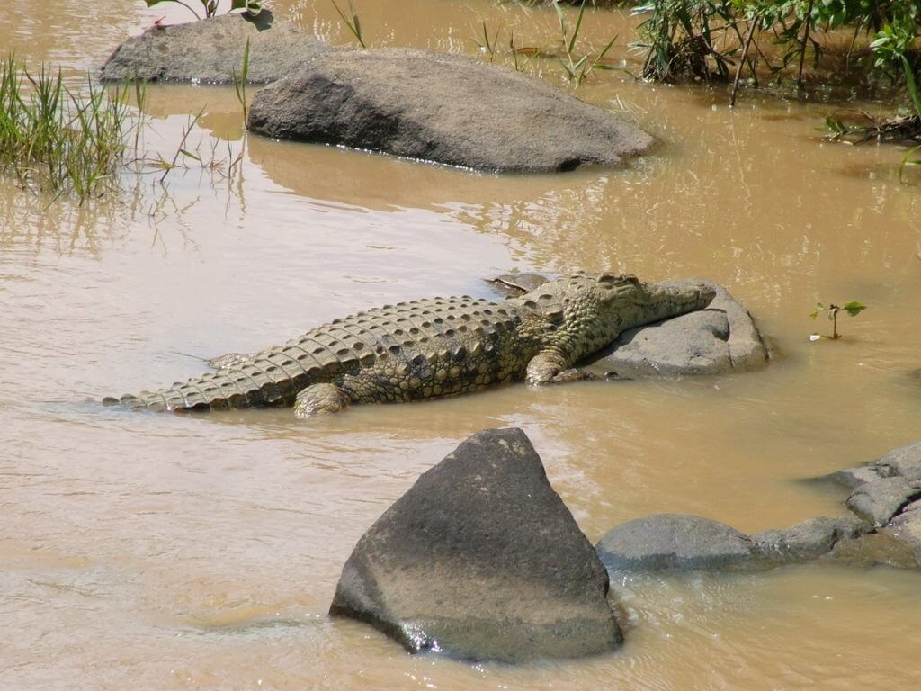 a Nile Crocodile in hluhluwe-imfolozi, south africa