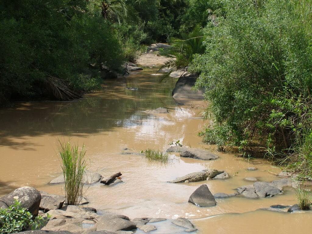 a Nile Crocodile in hluhluwe-imfolozi, south africa