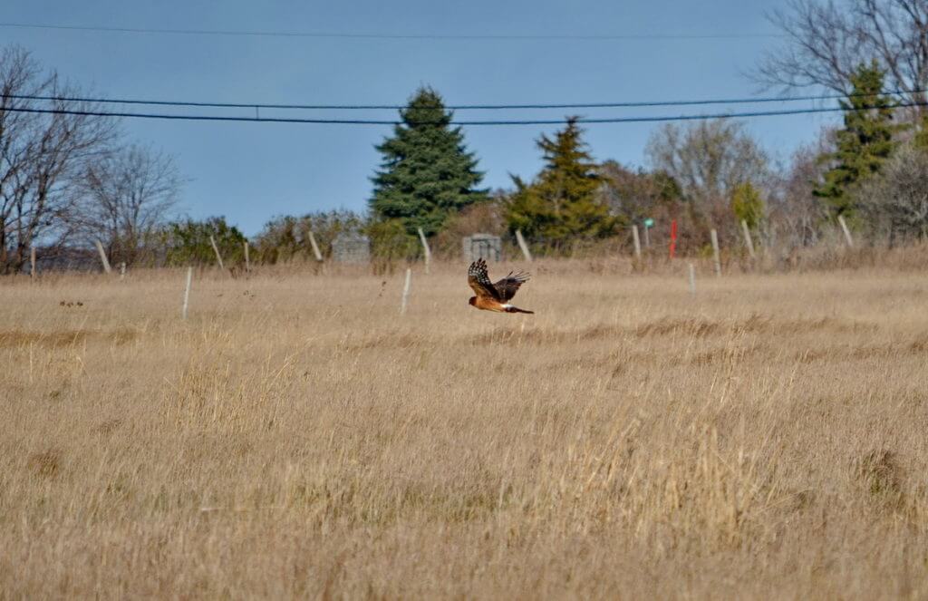 a northern harrier, amherst island, ontario