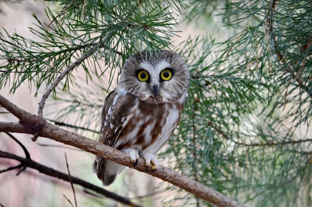 a northern saw-whet owl in ontario, canada