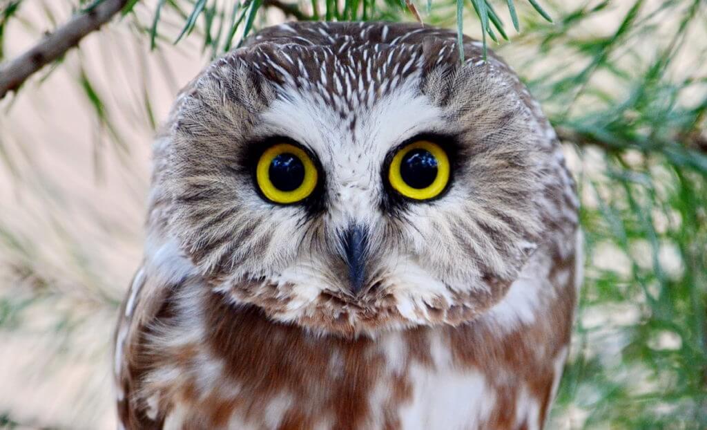 a northern saw-whet owl in ontario, canada