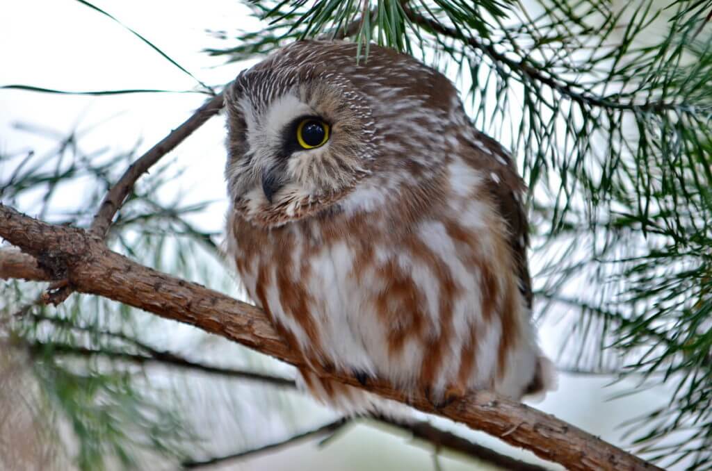 a northern saw-whet owl in ontario, canada