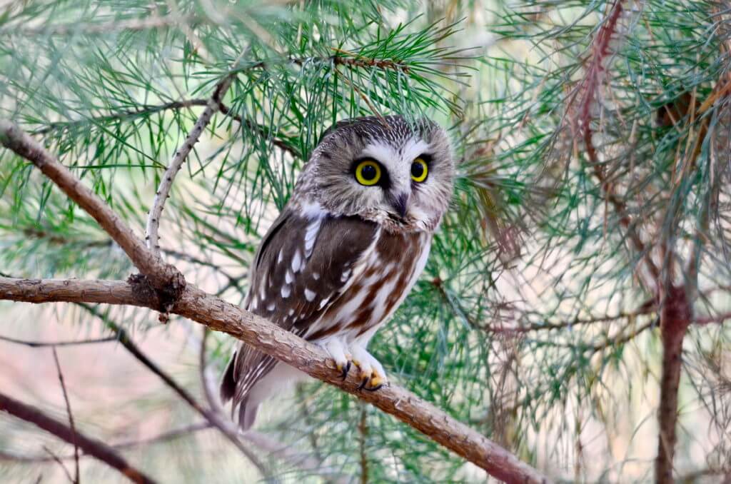 a northern saw-whet owl in ontario, canada
