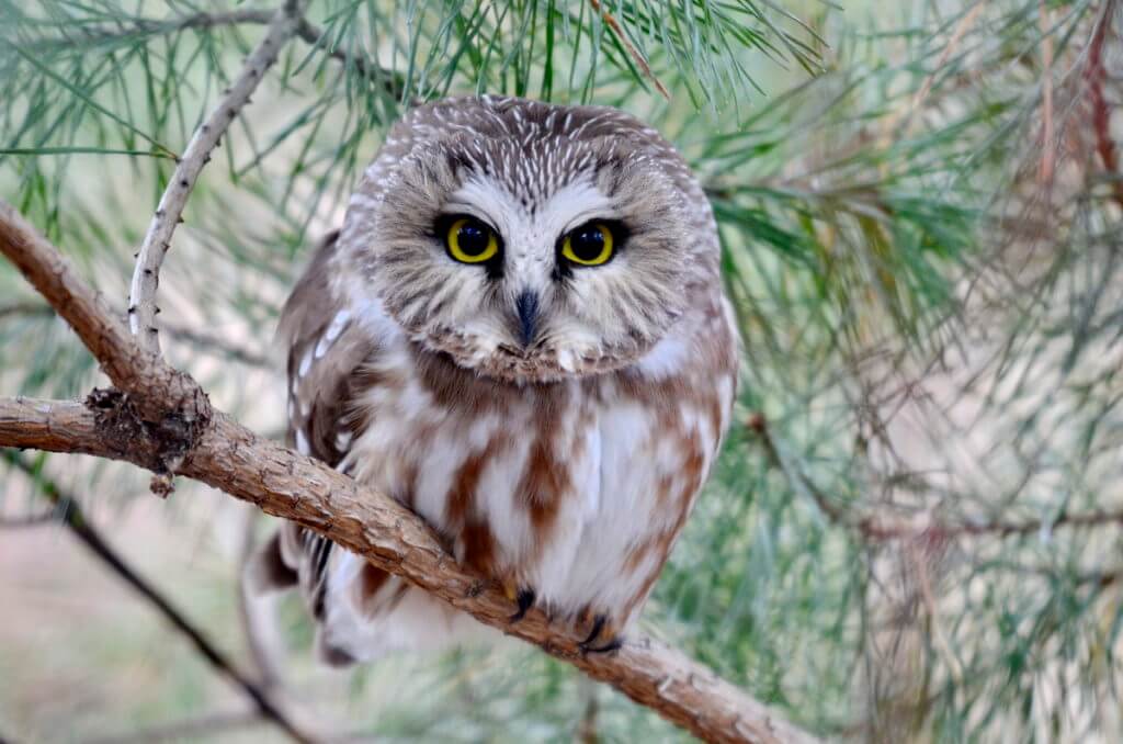 a northern saw-whet owl in ontario, canada
