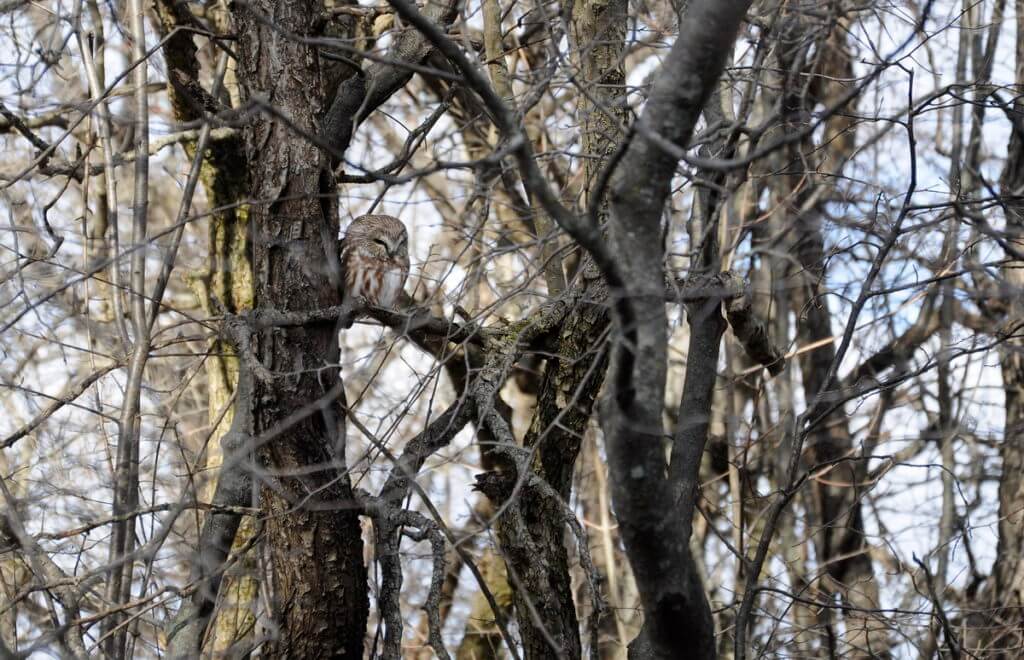 a northern saw-whet owl in ontario, canada