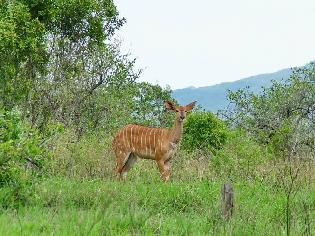 a female nyala in hluhluwe-imfolozi, south africa