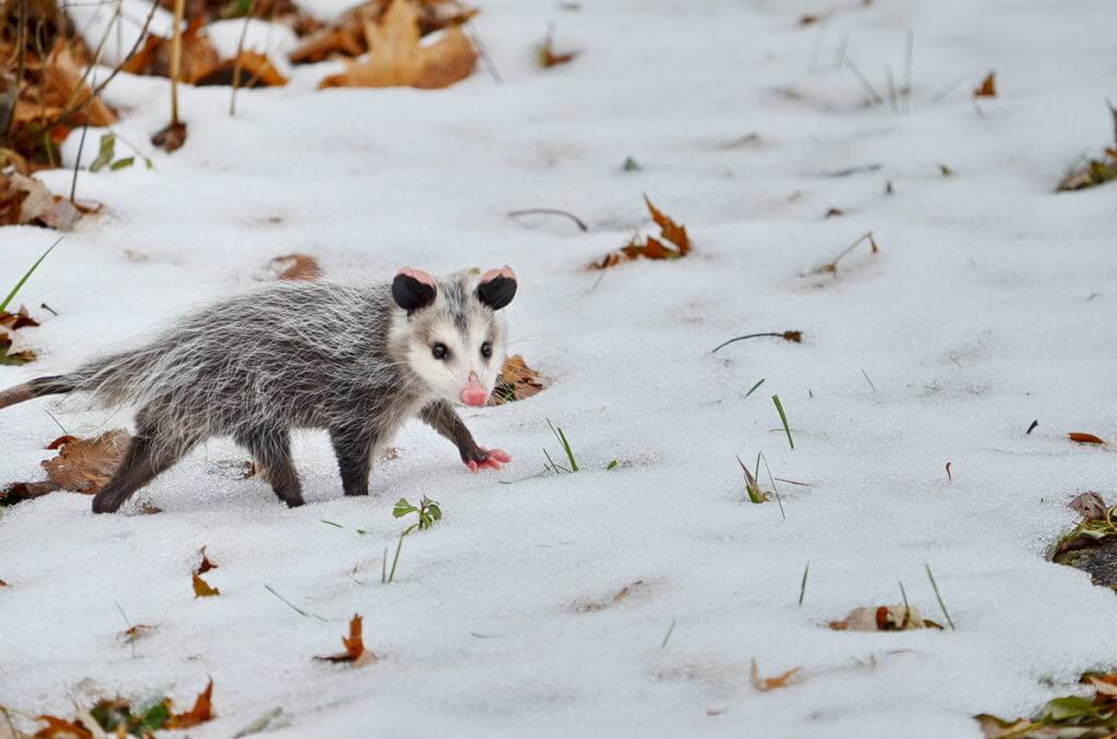 a young Virginia Opossum on snow, Toronto, Ontario, Canada 