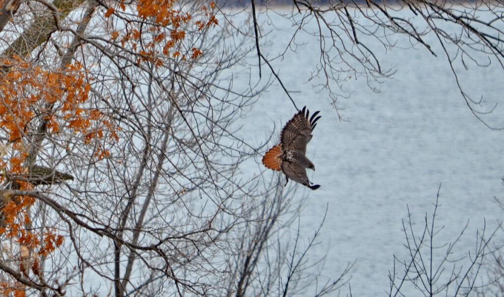 a red-tailed hawk, amherst island, ontario