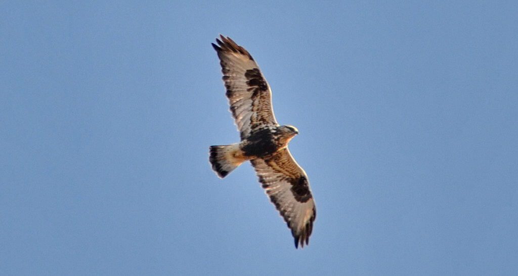 a rough-legged hawk, amherst island, ontario