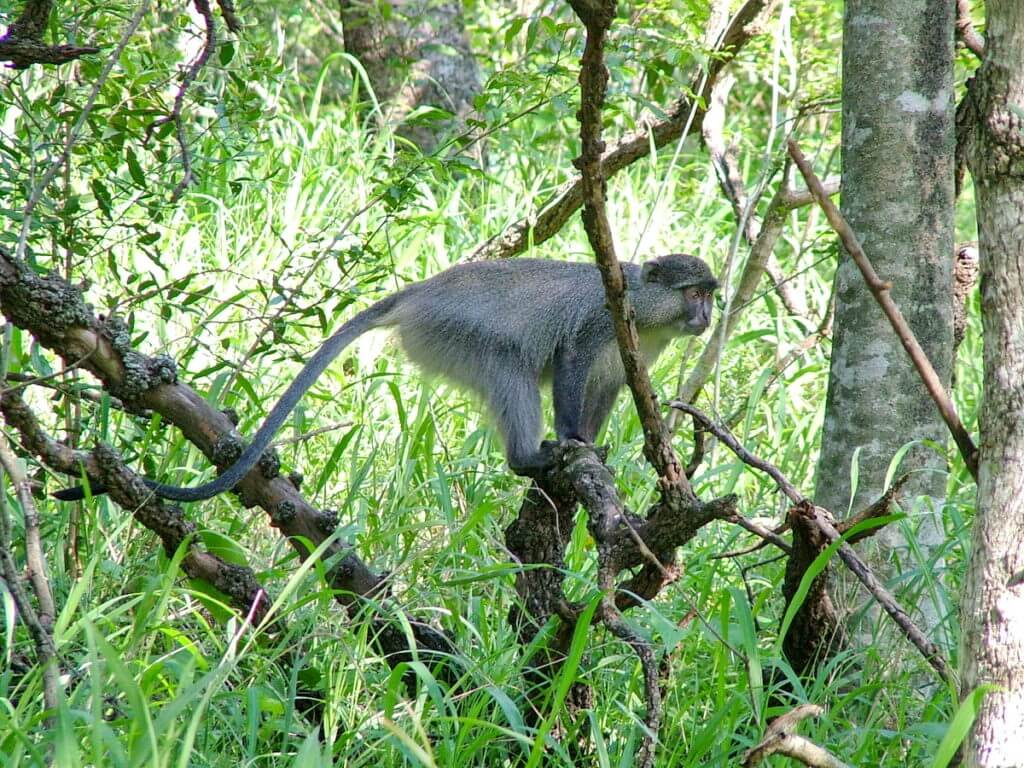 a samango monkey at hilltop camp, hluhluwe-imfolozi, south africa