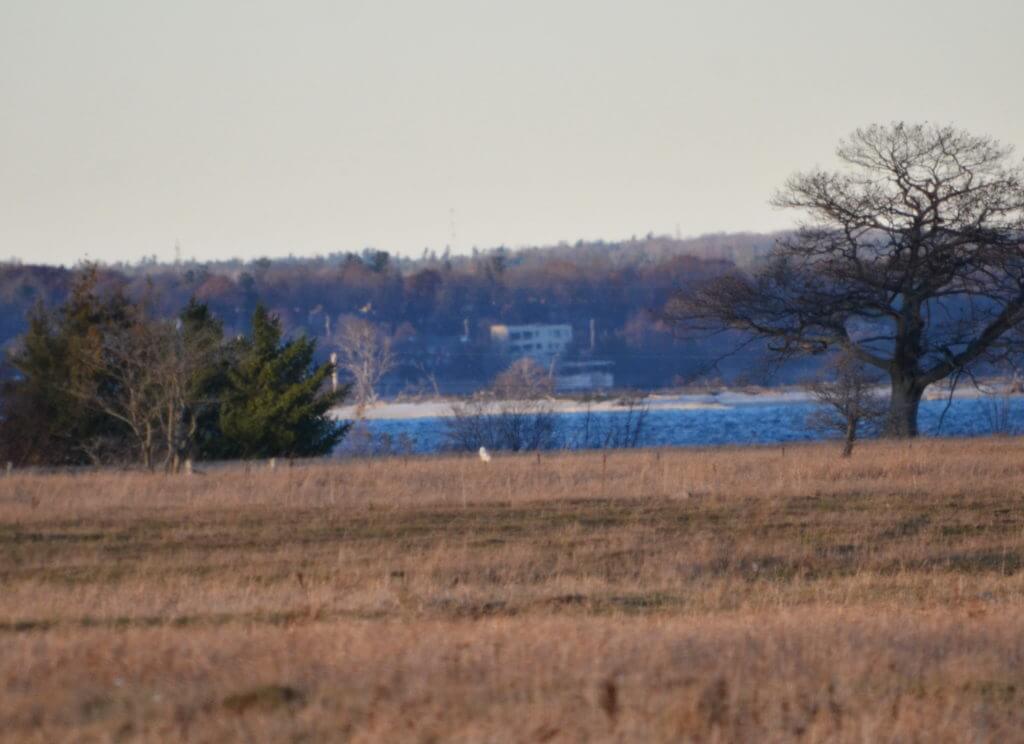 a snowy owl, amherst island, ontario