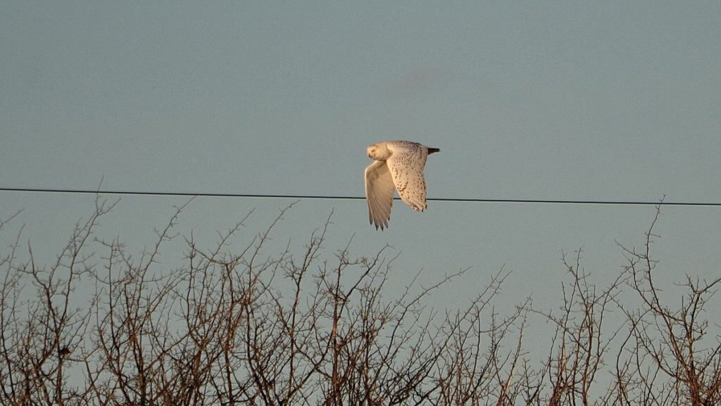 a snowy owl in flight, amherst island, ontario