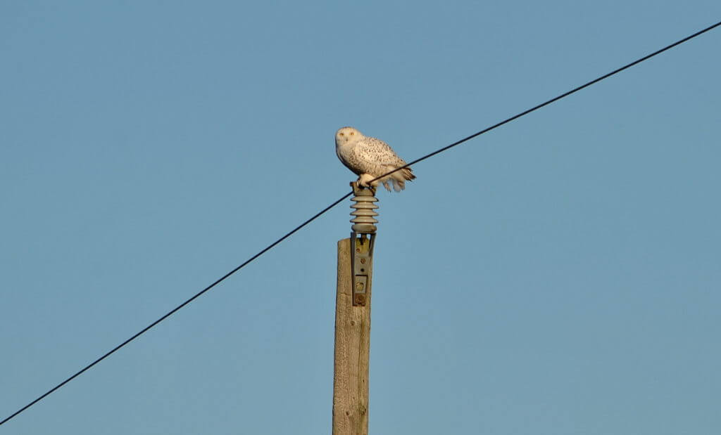 a snowy owl on a utility pole, amherst island, ontario