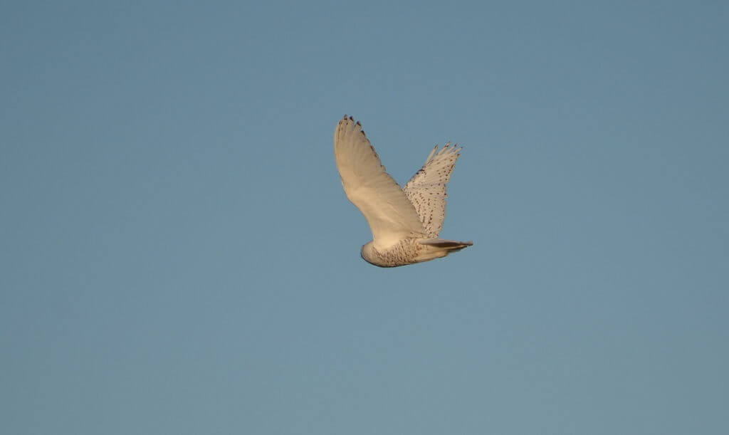 a snowy owl in flight, amherst island, ontario
