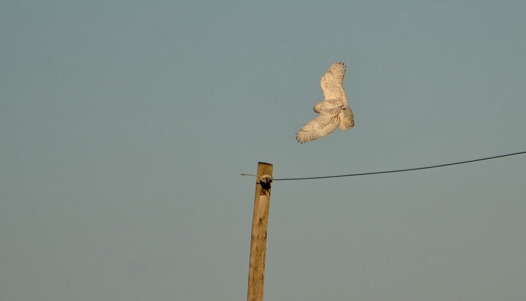 a snowy owl, amherst island, ontario