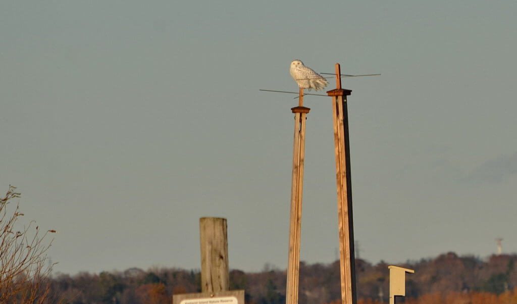 a snowy owl, amherst island, ontario