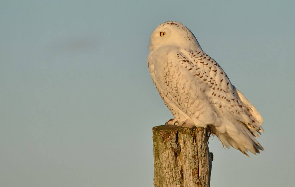 a snowy owl, amherst island, ontario