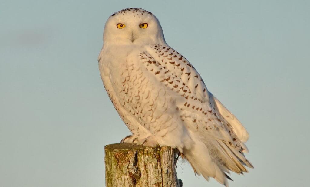 A Snowy Owl sitting on a hydro pole on Amherst Island, Ontario, Canada.